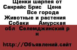 Щенки шарпея от Санрайс Брис › Цена ­ 30 000 - Все города Животные и растения » Собаки   . Амурская обл.,Селемджинский р-н